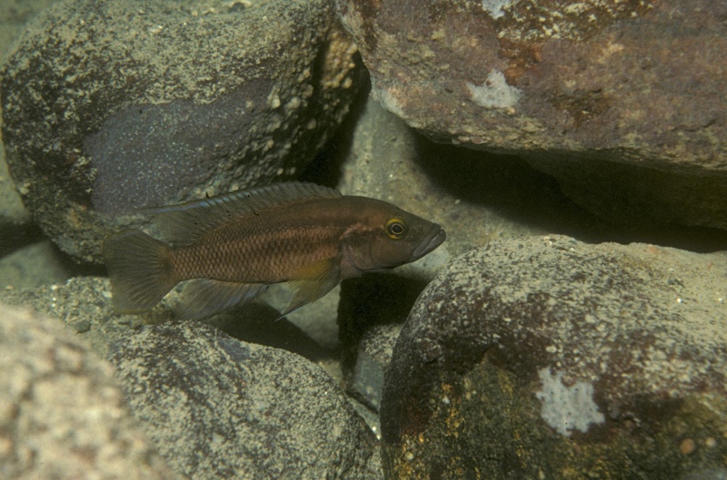 Neolamprologus bifasciatus 'Ilangi'